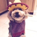 My dog. Si.